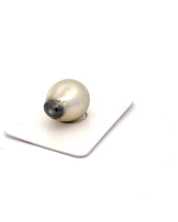 12mm+ jewel  grade Tahitian Black pearl, French Polynesia  