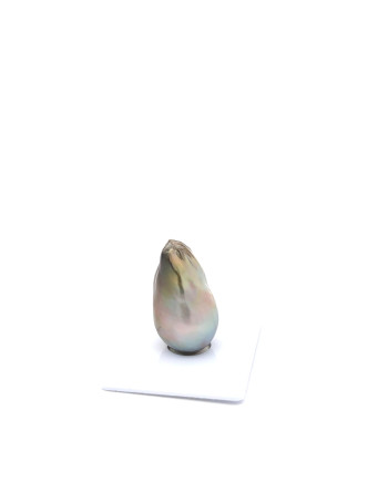15mm+ jewel  grade Tahitian Black pearl, French Polynesia  