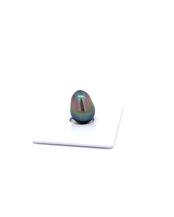 9mm+ fine  grade Tahitian Black Pearl, French Polynesia  