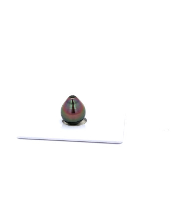 9mm+ fine  grade Tahitian Black Pearl, French Polynesia  