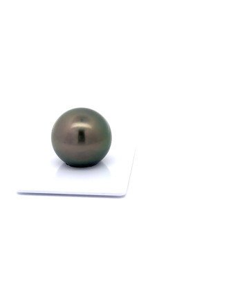 15mm+ gem  grade Tahitian Black Pearl, French Polynesia  