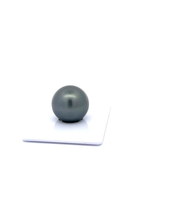 15mm+ gem  grade Tahitian Black Pearl, French Polynesia  