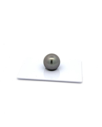 12mm+ fine  grade Tahitian Black Pearl, French Polynesia  